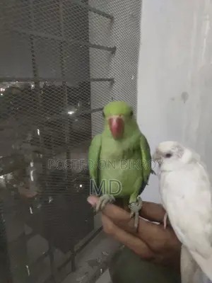Parrot