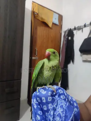 Parrot