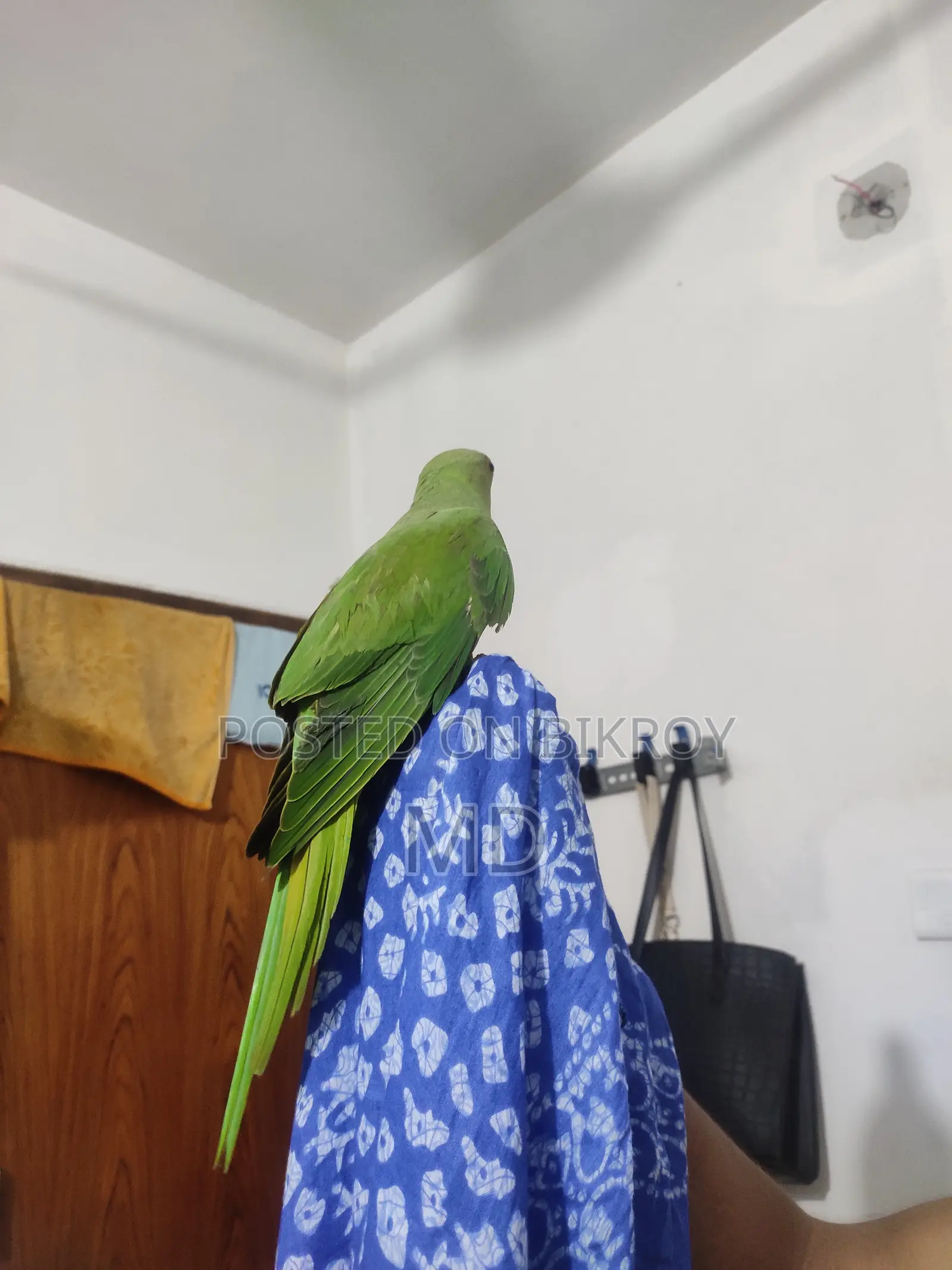 Parrot