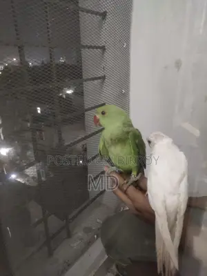 Parrot