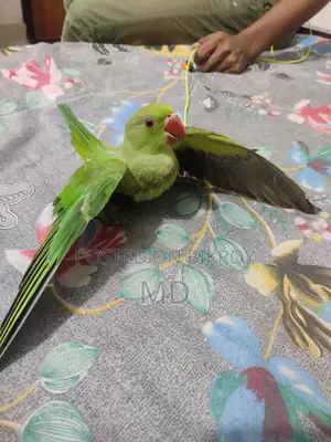 Parrot