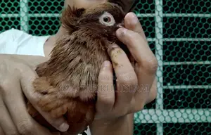 Male Bombay Pigeon for Sale