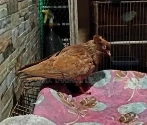 Male Bombay Pigeon for Sale