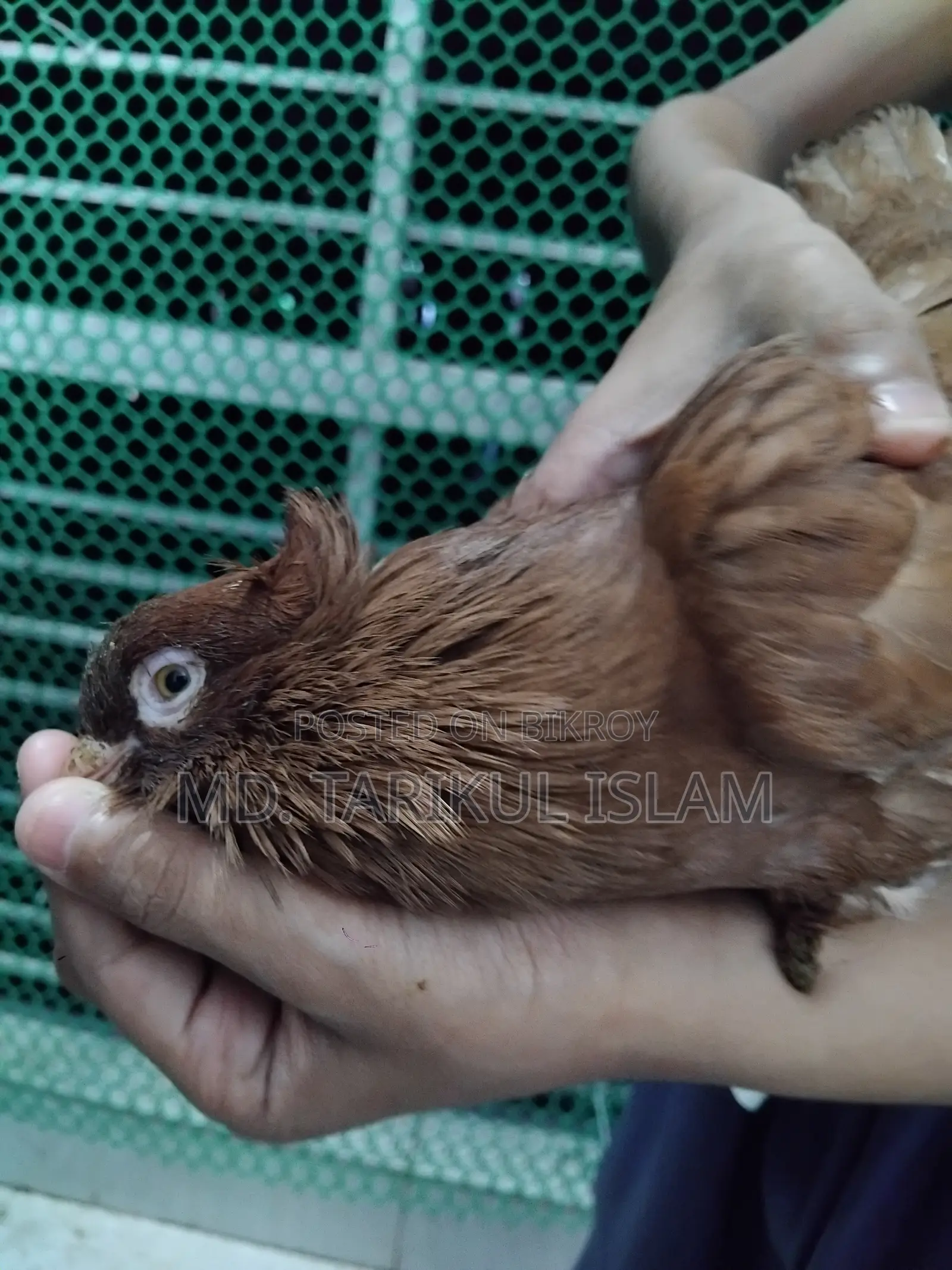 Male Bombay Pigeon for Sale