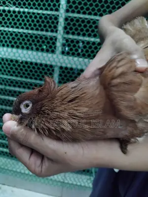Male Bombay Pigeon for Sale