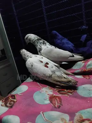 একজোড়া গোল্লা কবুতর বিক্রি হবে