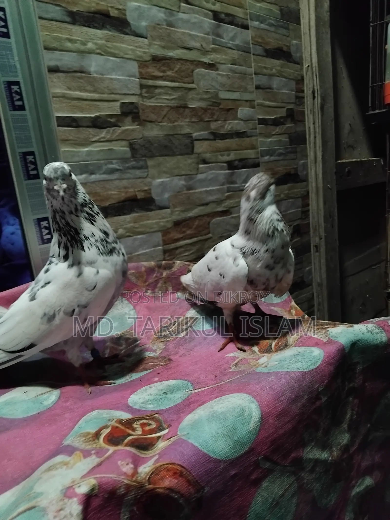 একজোড়া গোল্লা কবুতর বিক্রি হবে