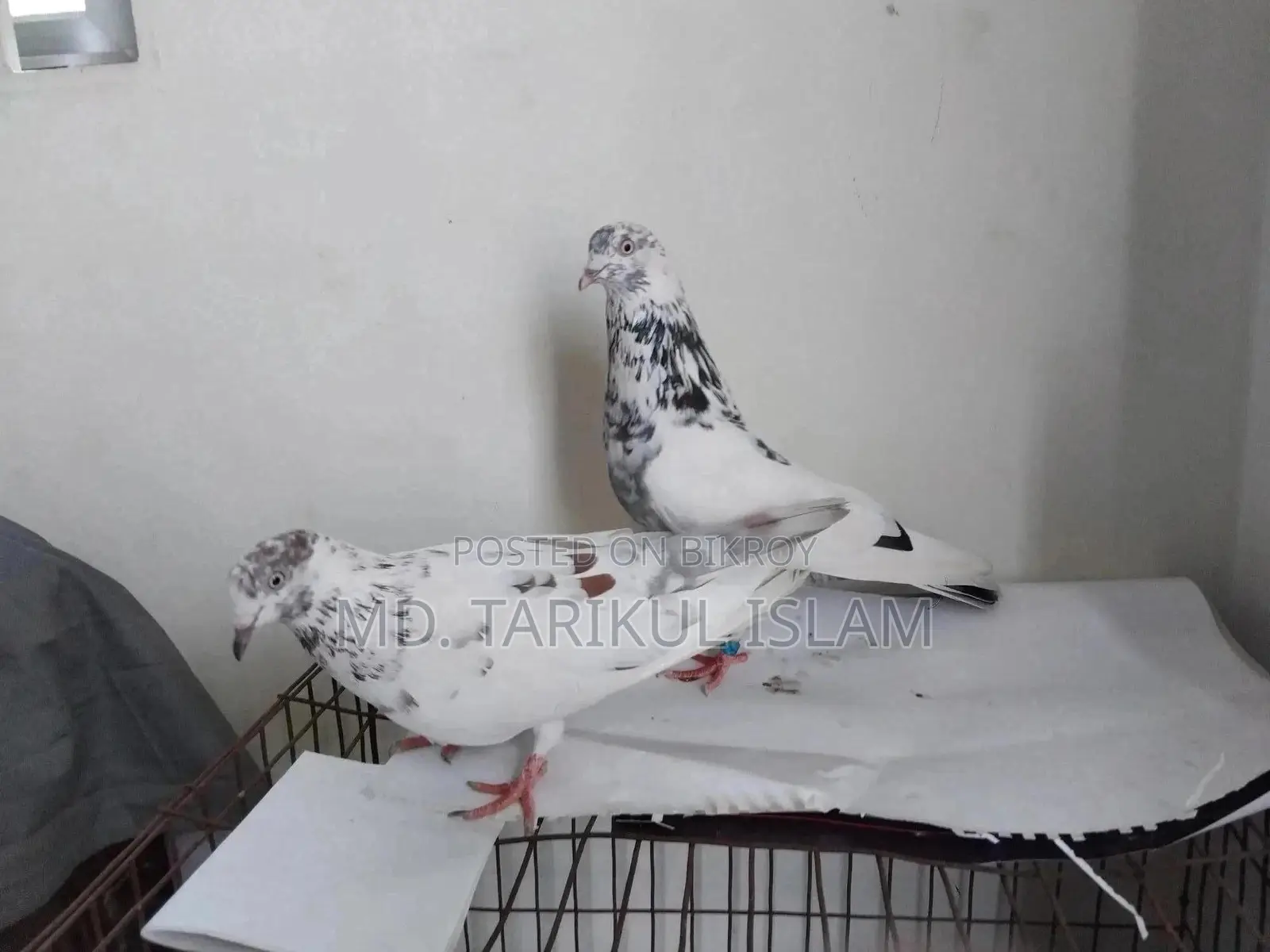 একজোড়া গোল্লা কবুতর বিক্রি হবে