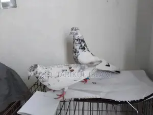 একজোড়া গোল্লা কবুতর বিক্রি হবে