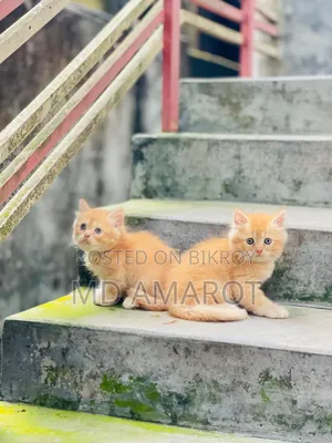 0-1 Month Male Purebred Persian