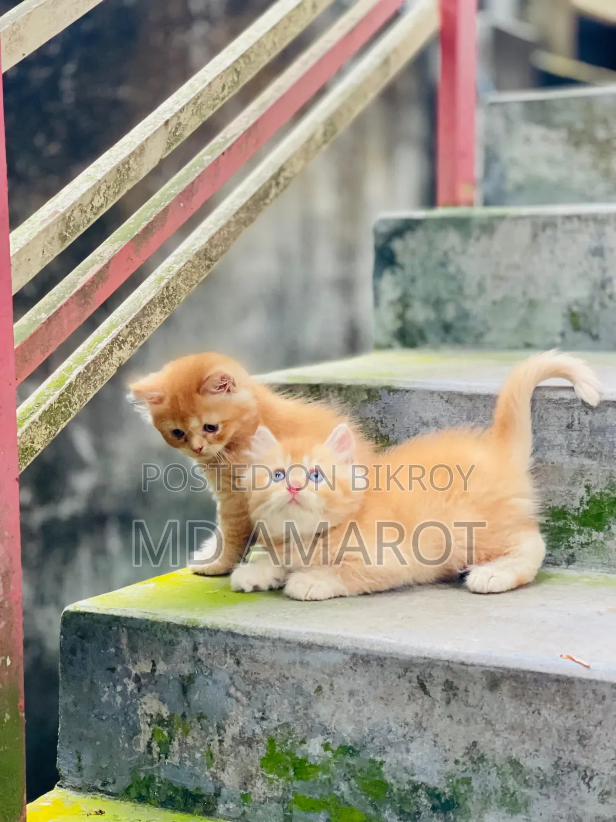 0-1 Month Male Purebred Persian