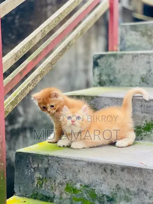 0-1 Month Male Purebred Persian
