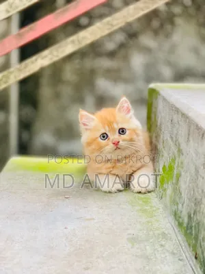0-1 Month Male Purebred Persian