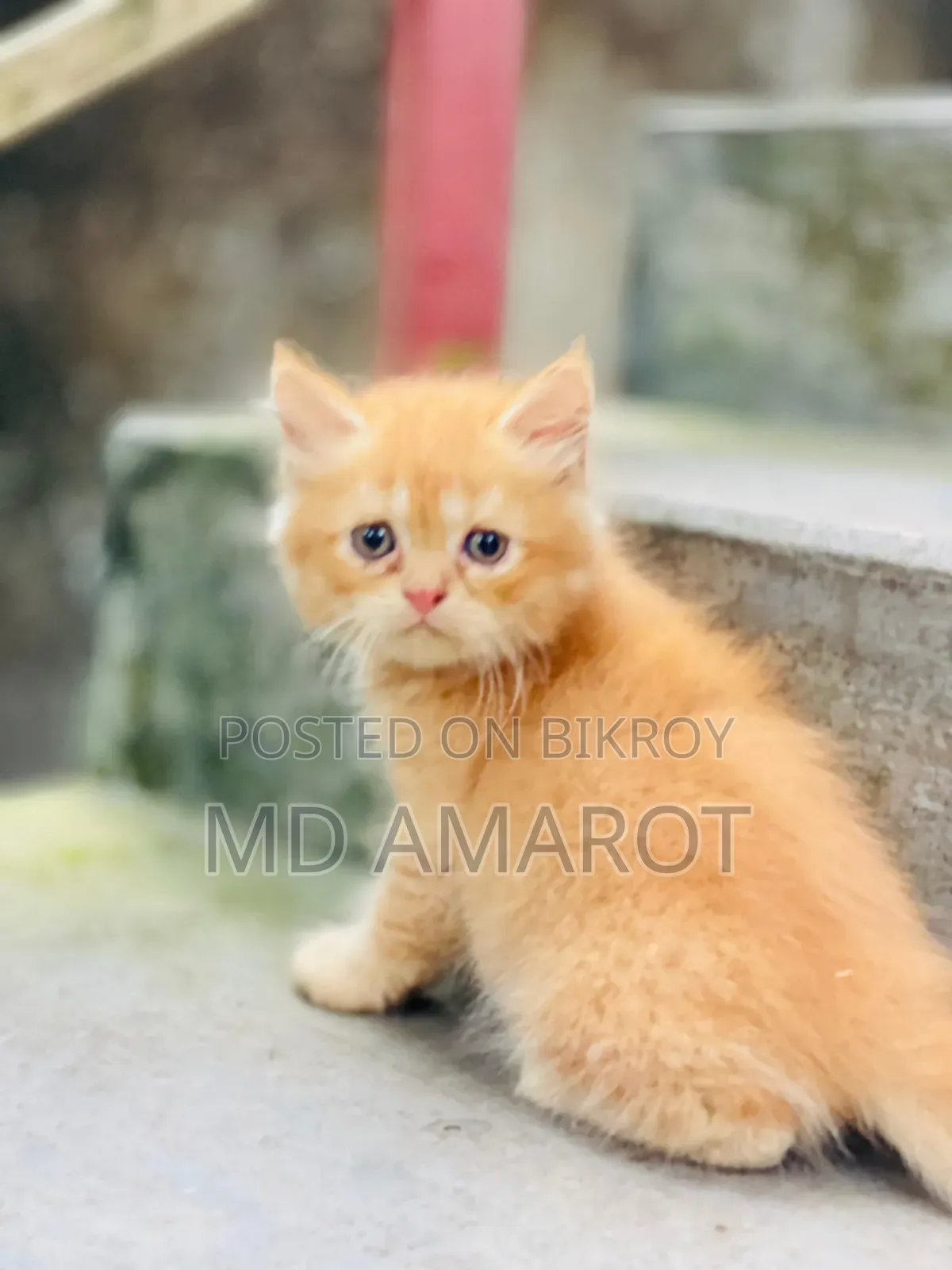 0-1 Month Male Purebred Persian