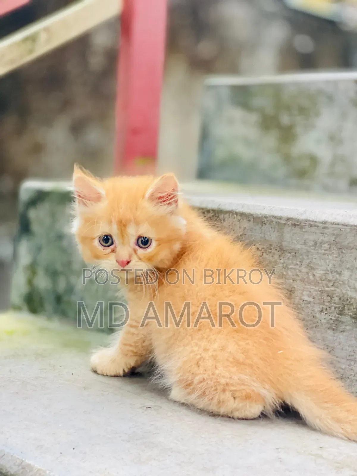 0-1 Month Male Purebred Persian