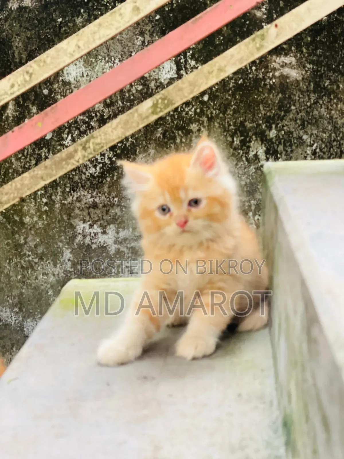 0-1 Month Male Purebred Persian