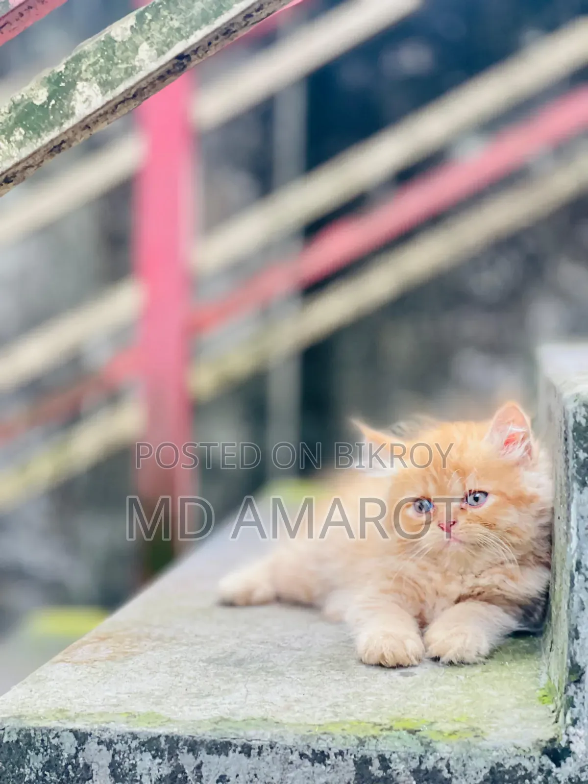0-1 Month Male Purebred Persian