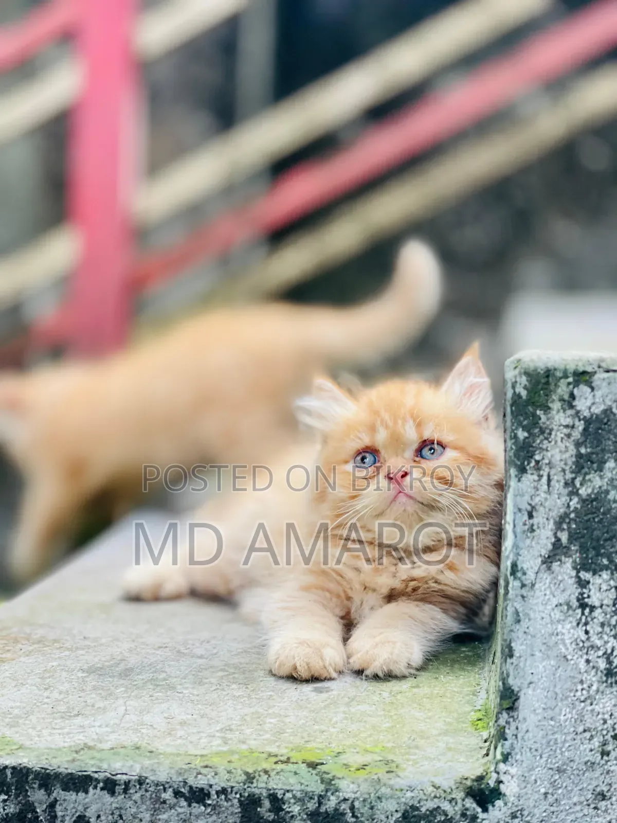 0-1 Month Male Purebred Persian