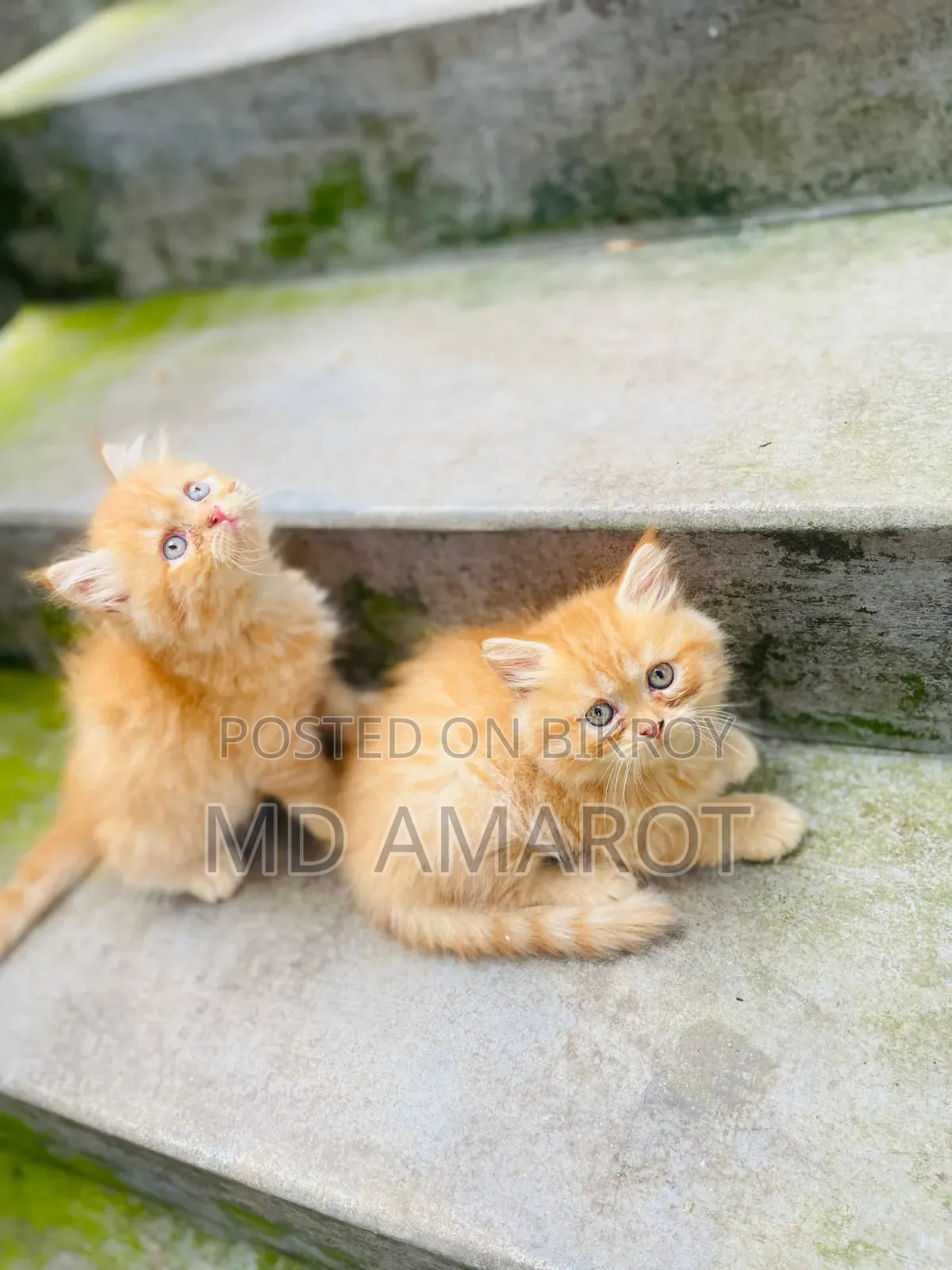 0-1 Month Male Purebred Persian