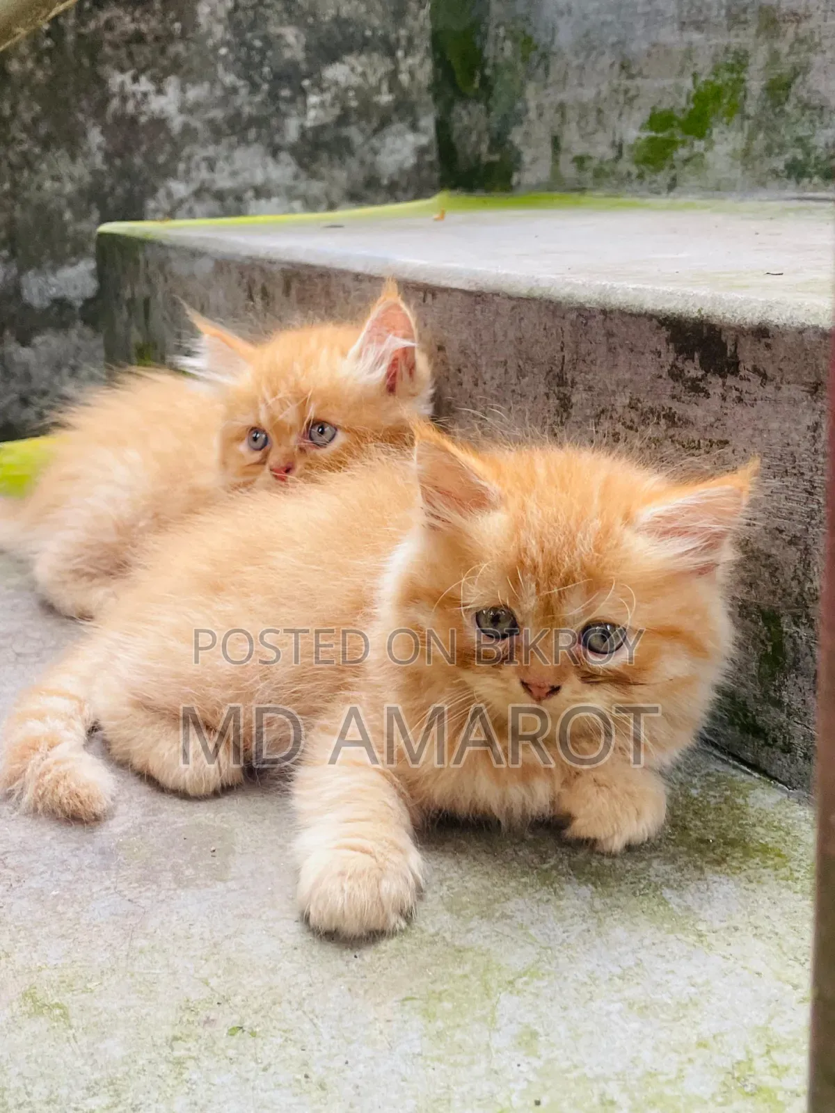 0-1 Month Male Purebred Persian