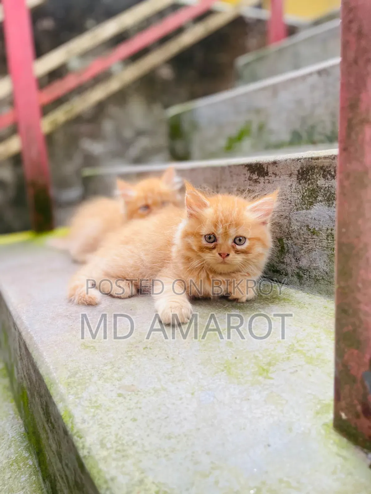 0-1 Month Male Purebred Persian