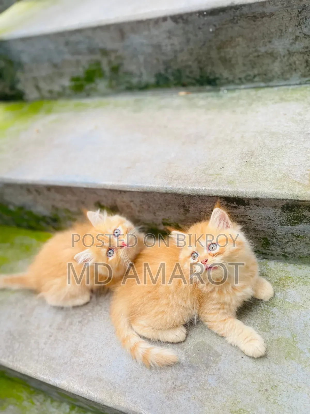 0-1 Month Male Purebred Persian
