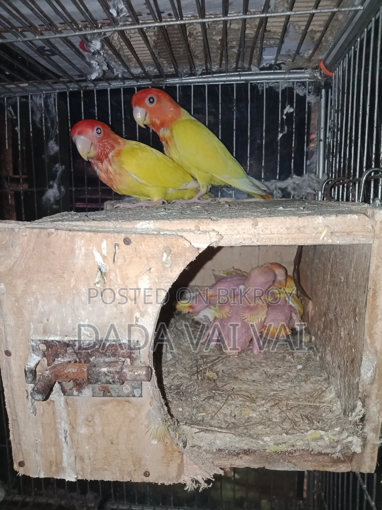 Lovebird Baby