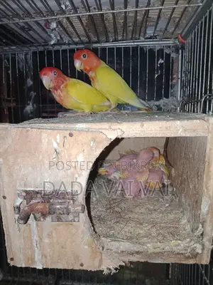 Lovebird Baby