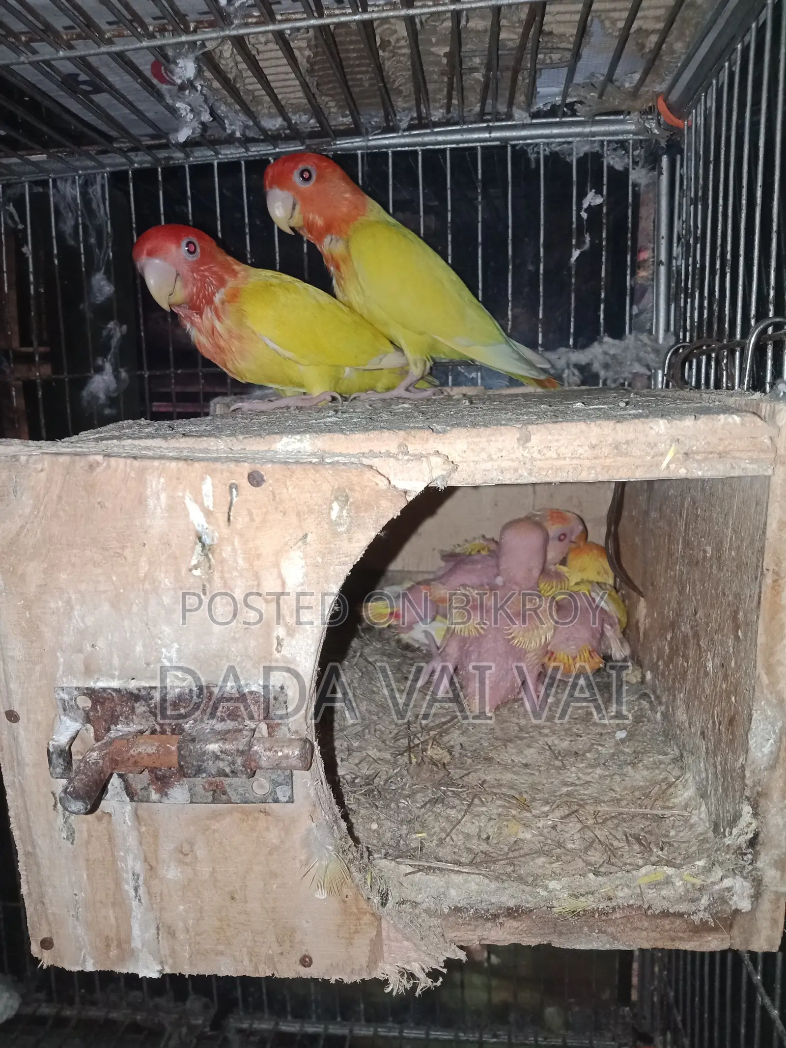 Lovebird Baby