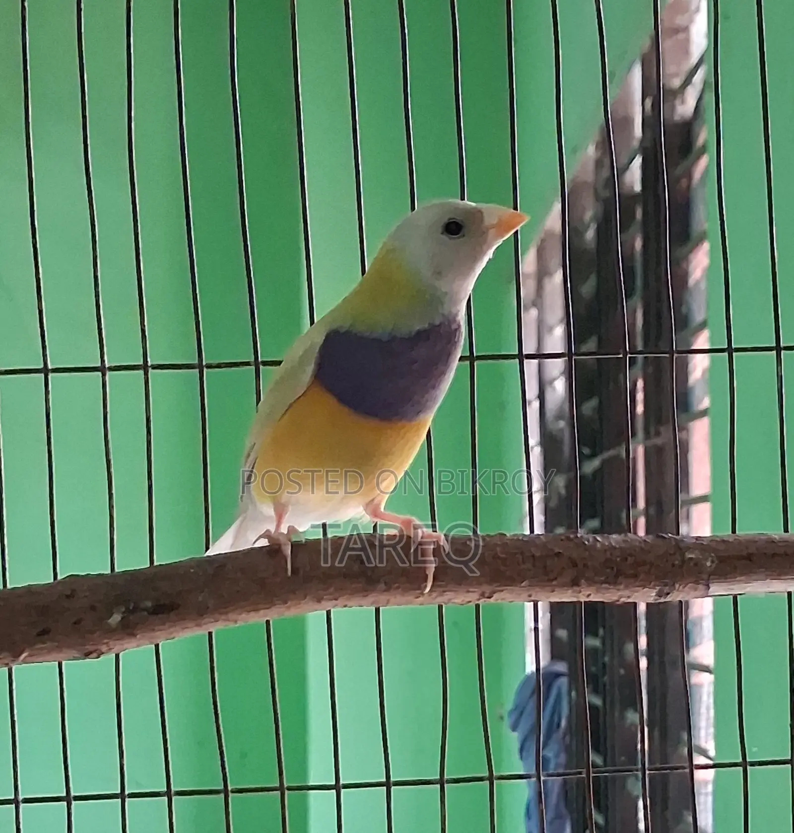 গোল্ডিয়ান ফিঞ্চ