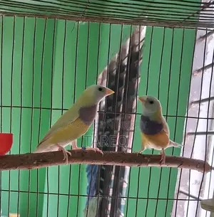 গোল্ডিয়ান ফিঞ্চ