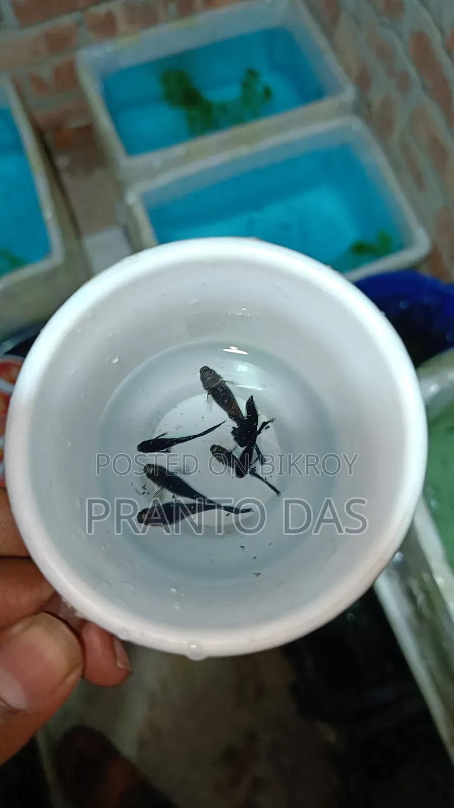 ব্ল্যাক মস্কো গাপ্পি মাছ হাই কোয়ালিটি
