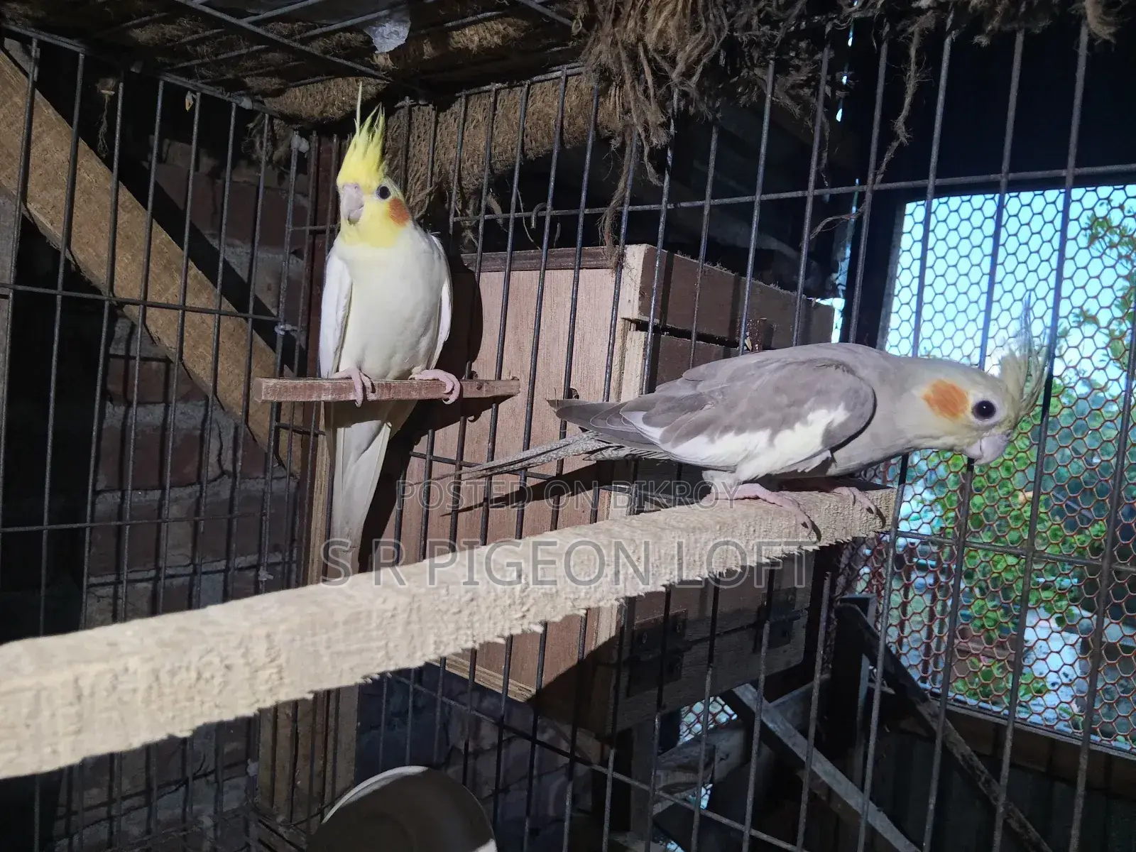 Running Lutino Cockatiel