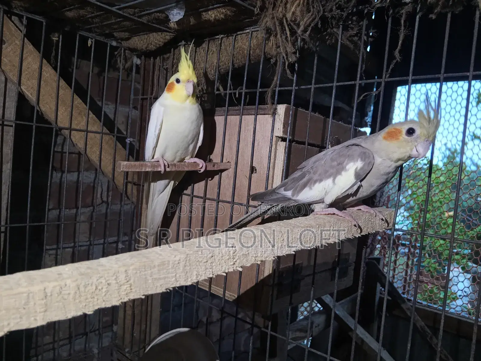 Running Lutino Cockatiel