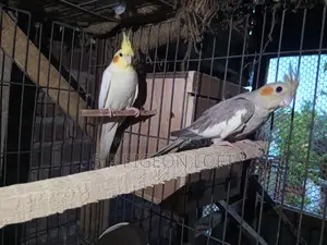 Running Lutino Cockatiel