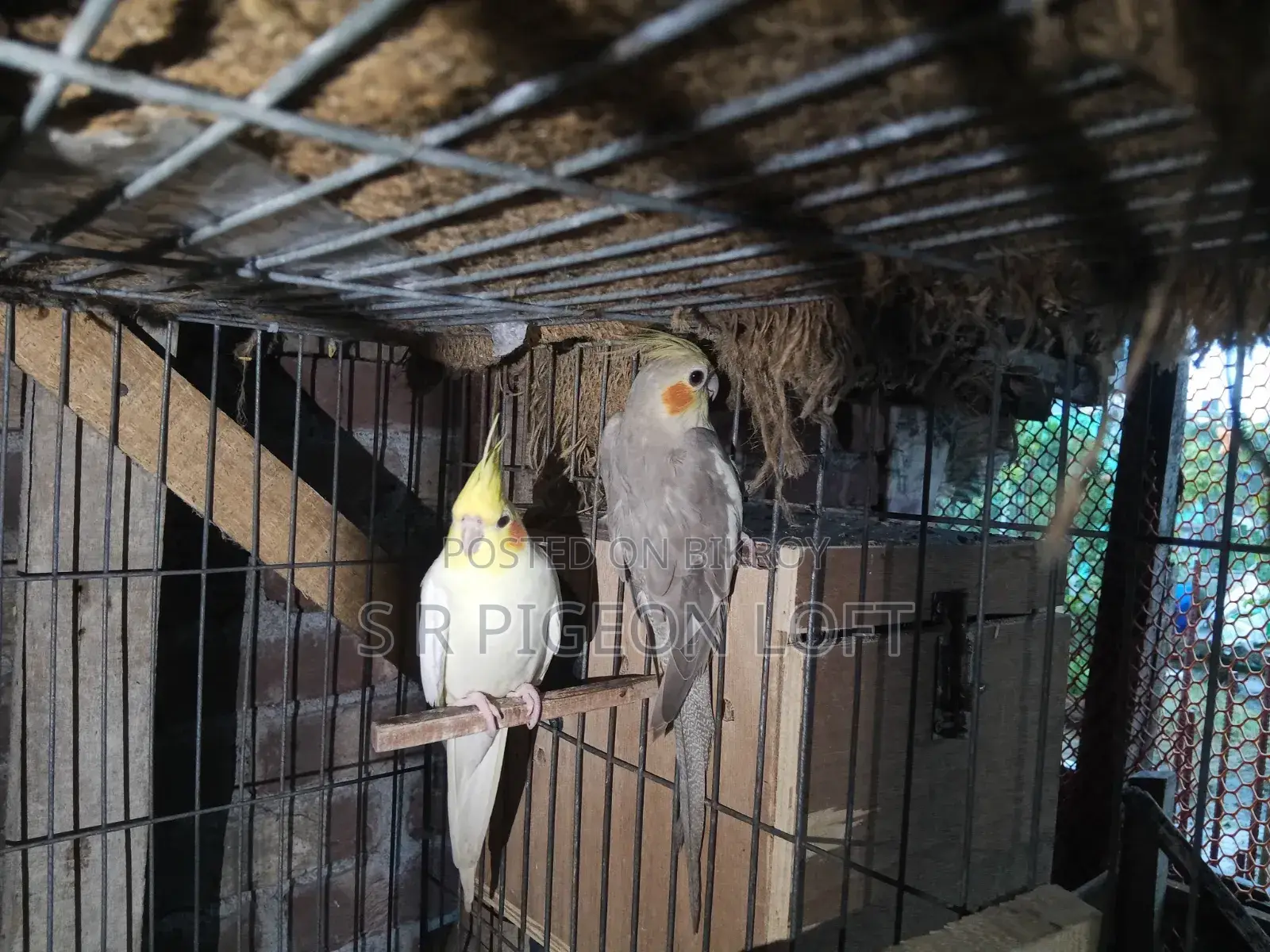 Running Lutino Cockatiel