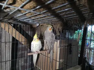 Running Lutino Cockatiel