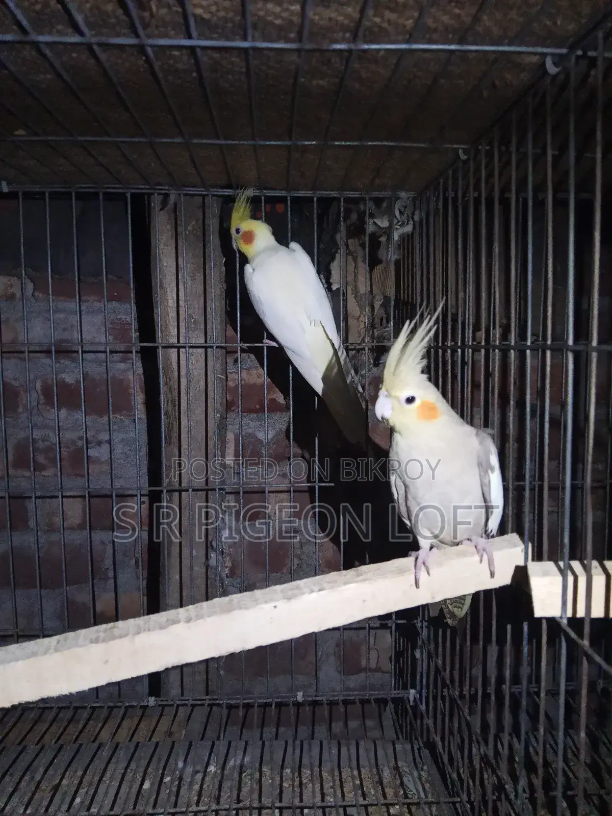 Running Lutino Cockatiel