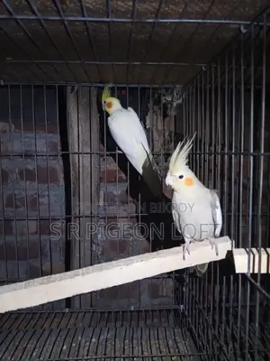 Running Lutino Cockatiel