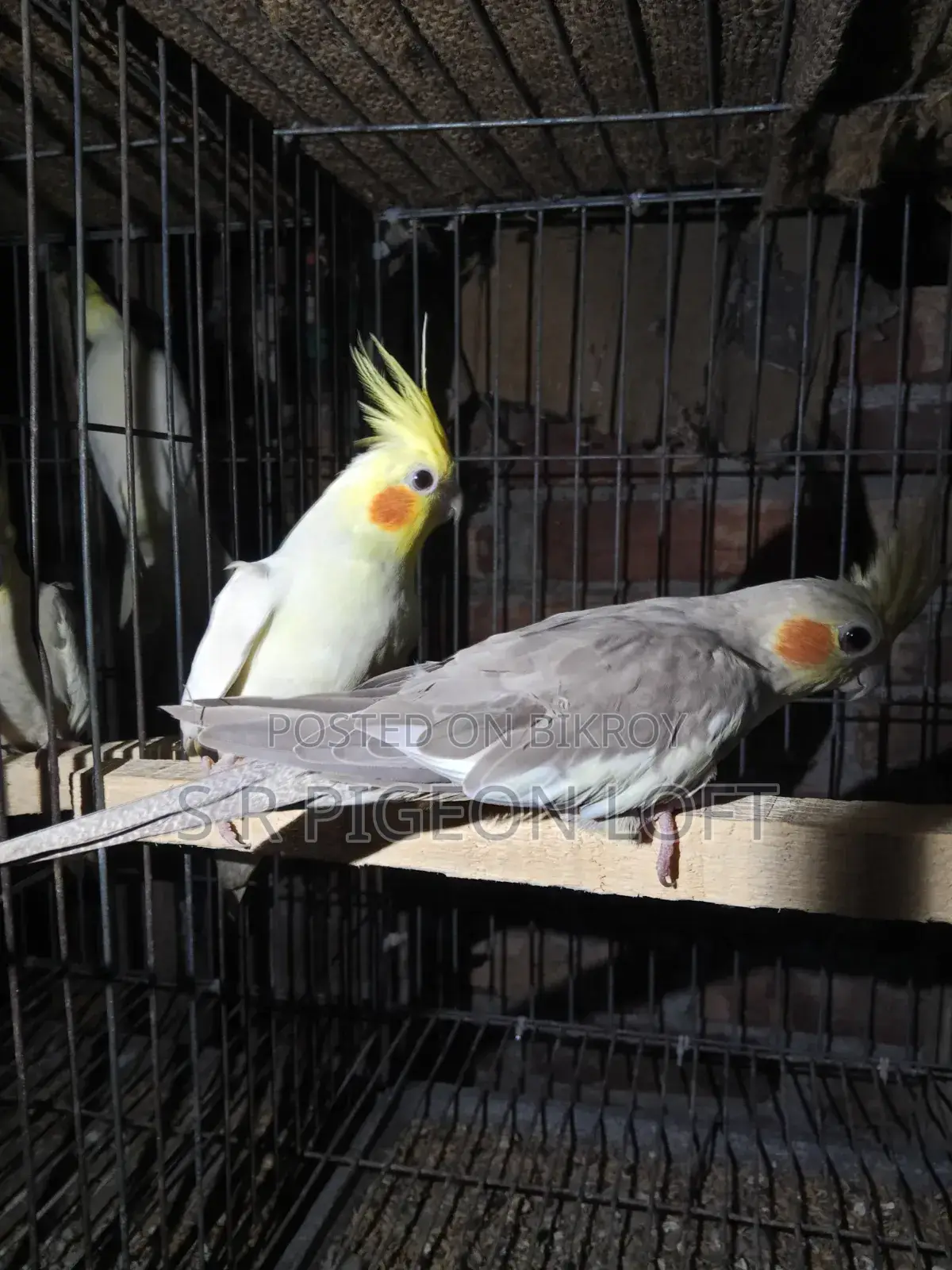 Running Lutino Cockatiel