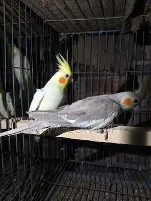 Running Lutino Cockatiel