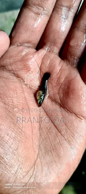 ব্ল্যাক মস্কো গাপ্পি মাছ হাই কোয়ালিটি