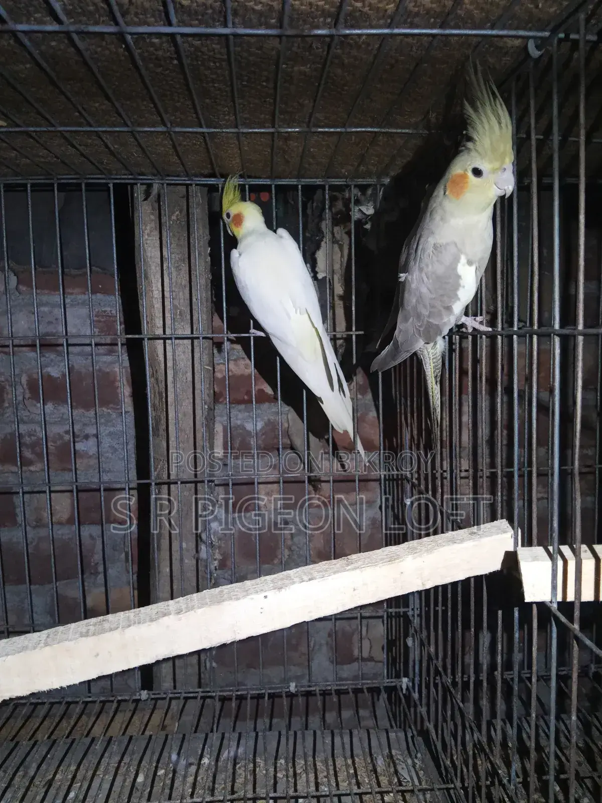 Running Lutino Cockatiel