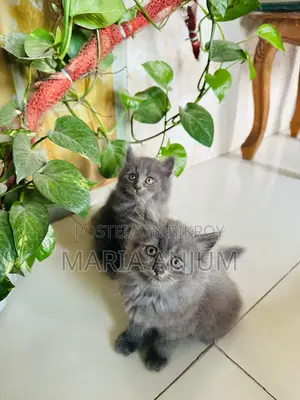 1-3 Months Female Mixed Breed Persian