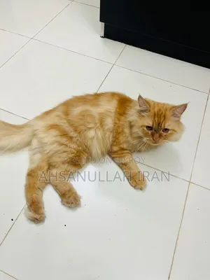 ১+ বছর বয়সী মেল পিওর ব্রিড পার্সিয়ান
