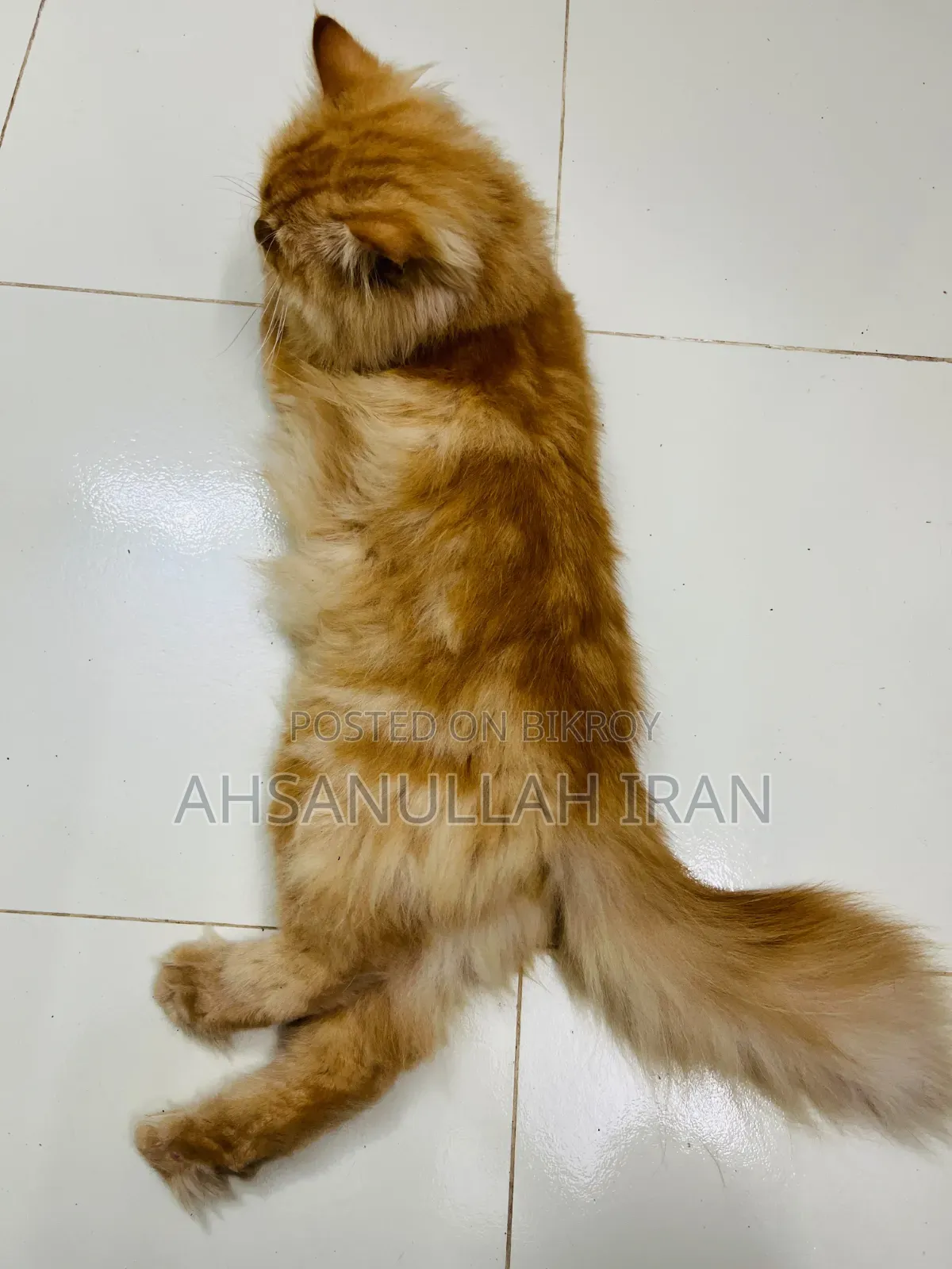 ১+ বছর বয়সী মেল পিওর ব্রিড পার্সিয়ান