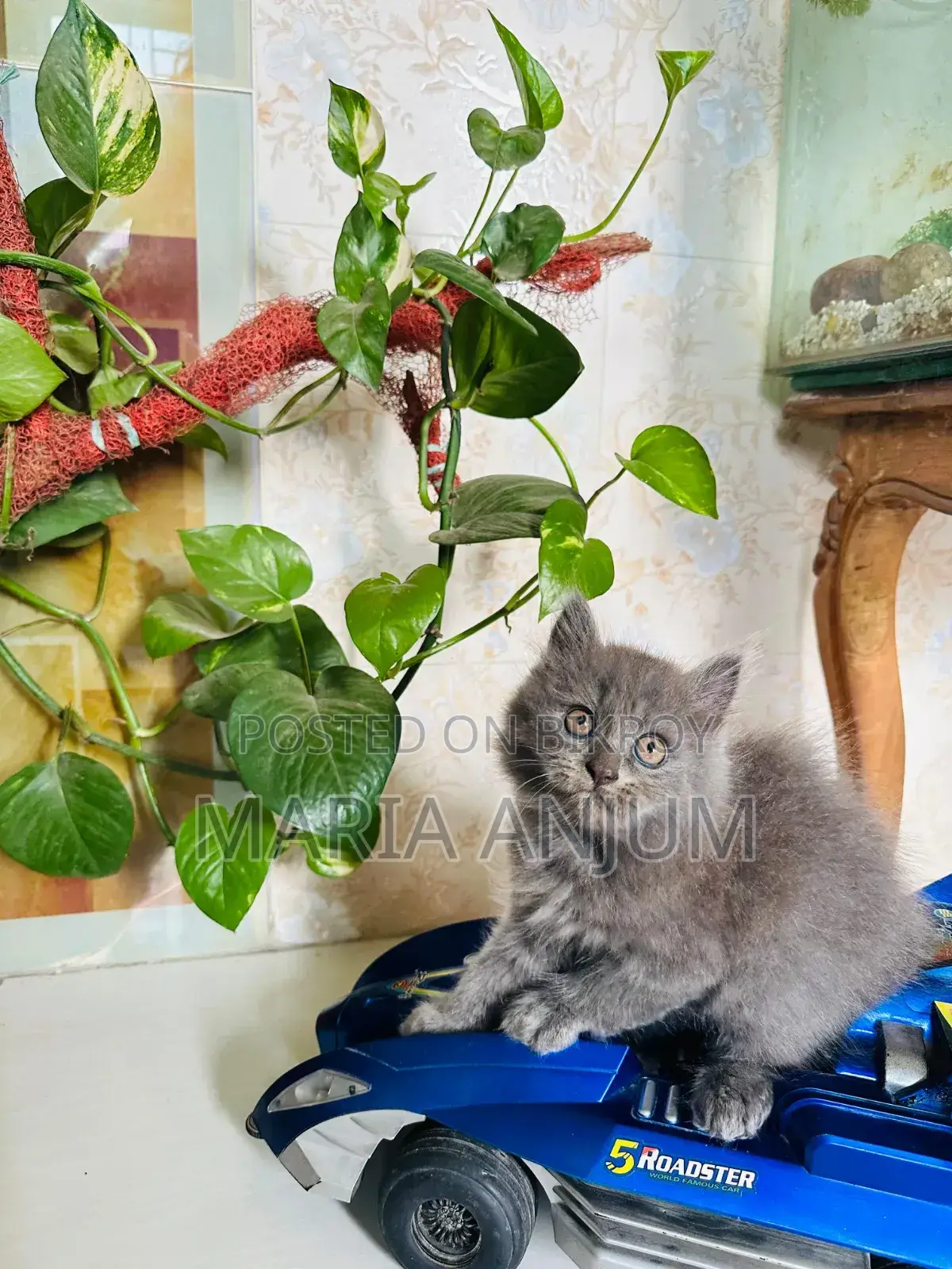 1-3 Months Female Mixed Breed Persian