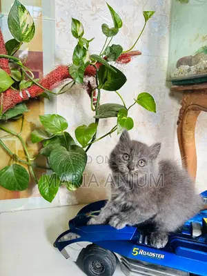 1-3 Months Female Mixed Breed Persian