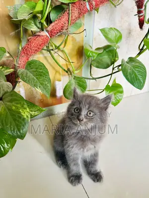 1-3 Months Female Mixed Breed Persian
