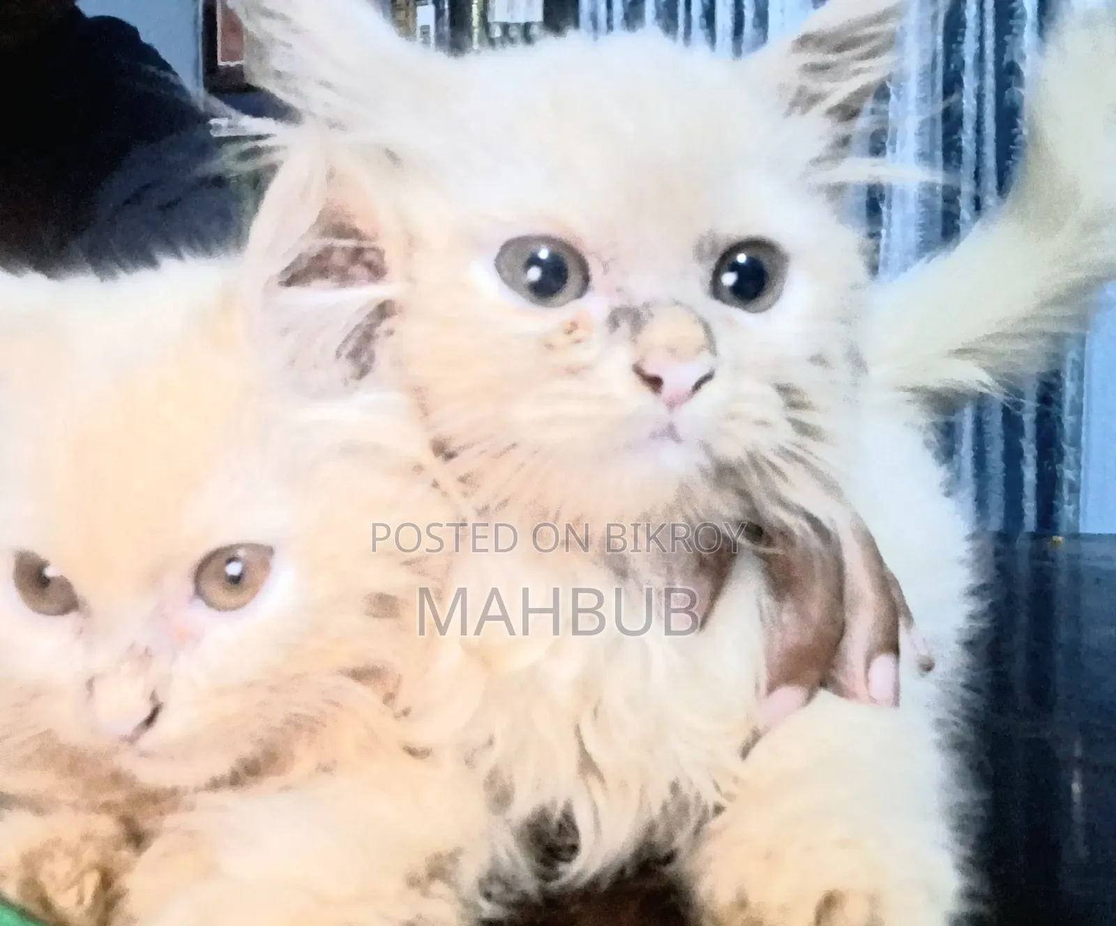 1-3 Months Male Purebred Persian